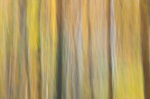 Abstract forest Photos
