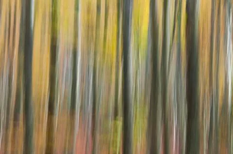 Abstract forest Фото