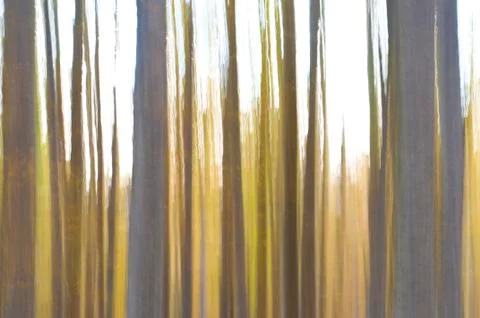 Abstract forest Foto stock