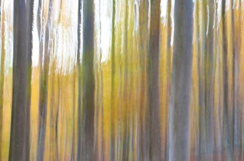 Abstract forest Stockfoto's