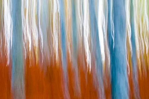 Abstract forest Photos