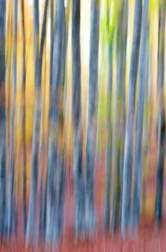 Abstract forest Photos