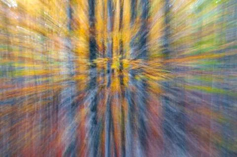 Abstract forest Фото