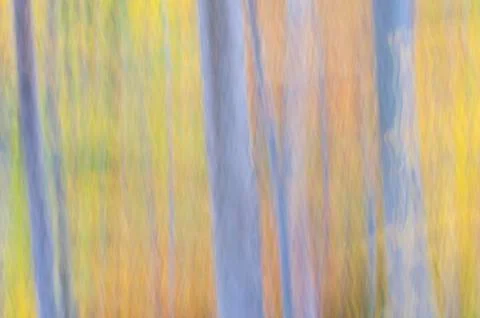 Abstract forest Фото