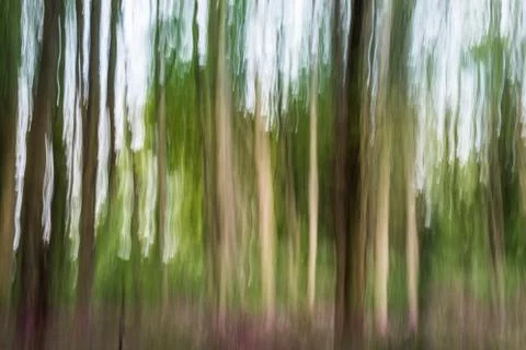 Abstract forest Foto stock