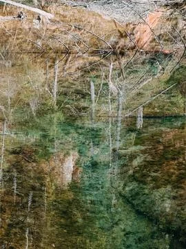 Abstract Forest Reflection in Clear Water with Branch Patterns Stock Photos
