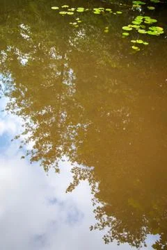 Abstract forest reflection in pond with lily pads. Stock Photos