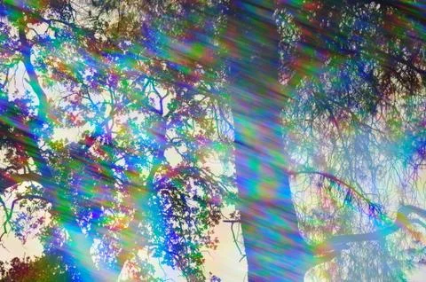 Abstract forest reflections Stock-Fotos