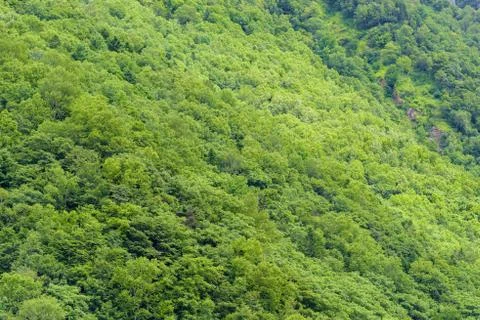 Abstract forest in spring Stock Photos