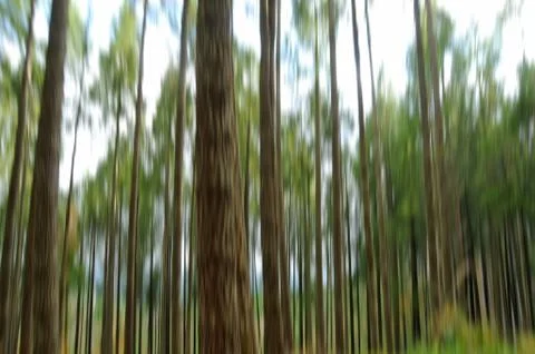 Abstract forest trees, motion blurred with a slow shutter speed Stock Photos
