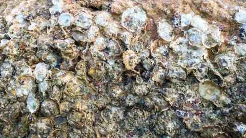 Abstract fossil shell texture background. Foto stock