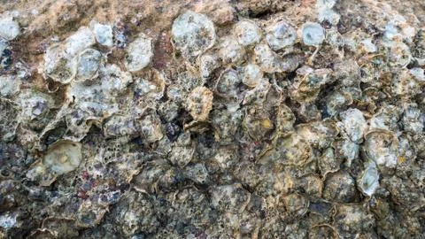 Abstract fossil shell texture background Foto stock