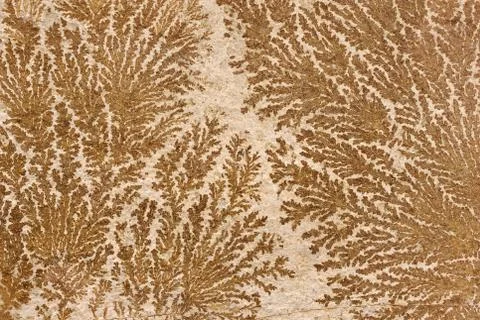 Abstract fossilized tree-like pattern on a stone surface Stock Photos