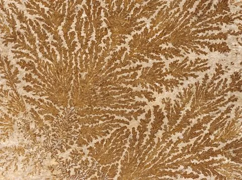 Abstract fossilized tree-like pattern on a stone surface Stock Photos