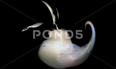 Abstract fractal Stock Photos