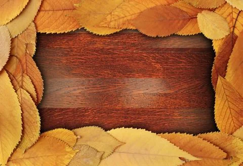 Abstract frame made from cherry  leaves 스톡 사진