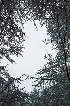 Abstract frame from trees branches, winter day Stock Photos