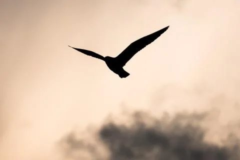 Abstract of freedom Stock Photos