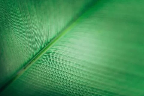 Abstract fresh green leaf texture macro close-up Stock Photos