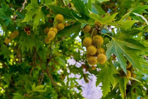 Abstract fruits on a tree Stock Photos