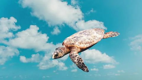 Abstract funny cute turtle flying in the sky Stock Photos