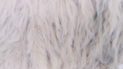Abstract Fur (Moss) under the Water, Abstract Background 4K Video Footage Clip Stock Footage