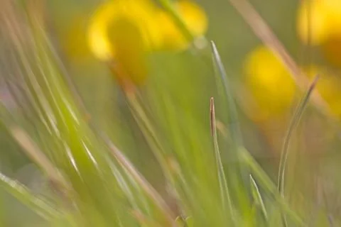 Abstract garden Stock Photos