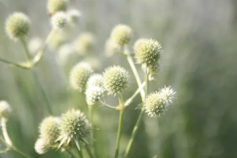 Abstract garden Stock-Fotos