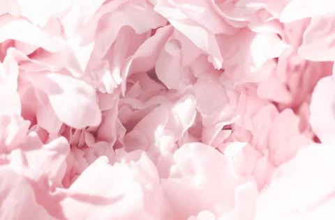 Abstract gentle pink background of peony petals Stock Photos