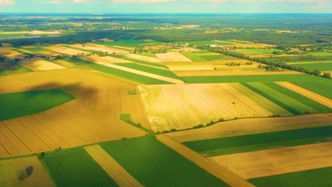 Abstract geometric shapes of agricultural parcels of different crops in yello Stock Footage 147408564