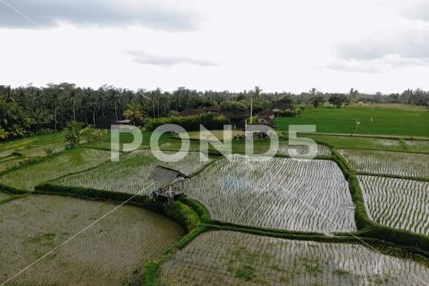 Abstract geometric shapes of agricultural parcels in green color. Bali rice f Stock Photos