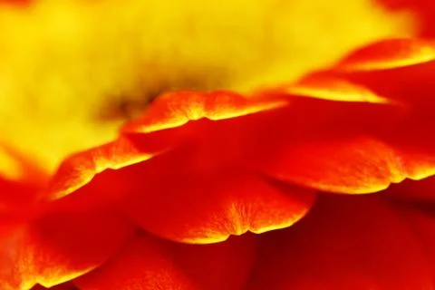 Abstract gerbera Foto stock