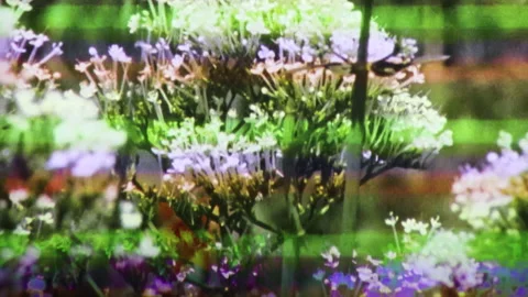 Abstract glitch effect over wild grasses and blooming flowers in nature Stock Footage 345530467