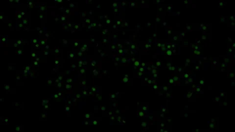 Abstract glowing green particles floating in darkness ethereal bokeh backgr.. Stock Footage 319216854