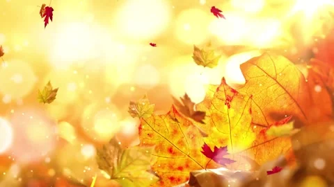 Abstract Golden Bokeh with Floating Fall Leaves Stock Footage 346196080