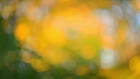 Abstract Golden Fall Nature Background Stock Footage 336335365