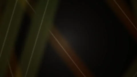 Abstract golden glowing laser light beams intersecting on dark background. Stock Footage 346340298