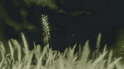 Abstract golden grass with clouds video background Stock Footage 162905730