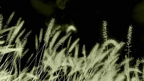 Abstract golden grass with clouds video background Stock Footage 162905901