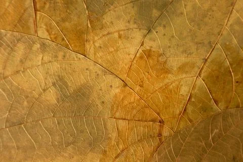Abstract golden leaf pattern with mosaic lattice of veins, translucent layers Stock Photos