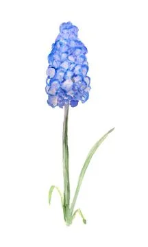 Abstract grape hyacinth Stock Illustration