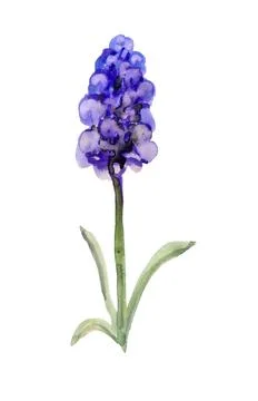 Abstract grape hyacinth Stock Illustration