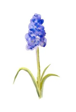 Abstract grape hyacinth Stock Illustration