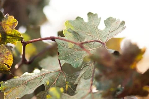 Abstract Grape Leaves Stock Photos