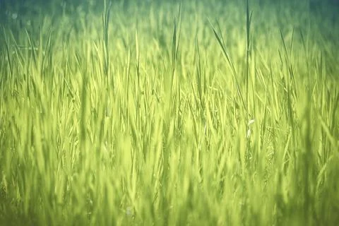 Abstract grass background with gradient green colors Stock Photos
