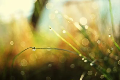 Abstract grass background Foto stock