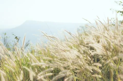 Abstract grass background Foto stock