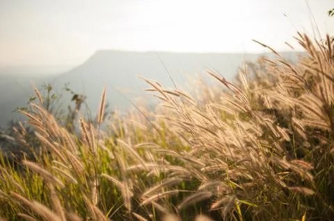 Abstract grass background Foto stock