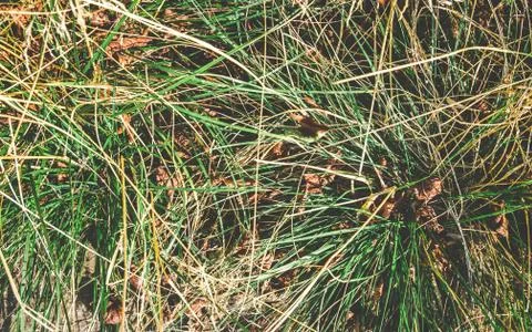 Abstract grass background Stock Photos