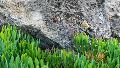 Abstract grass closeup Stock Photos
